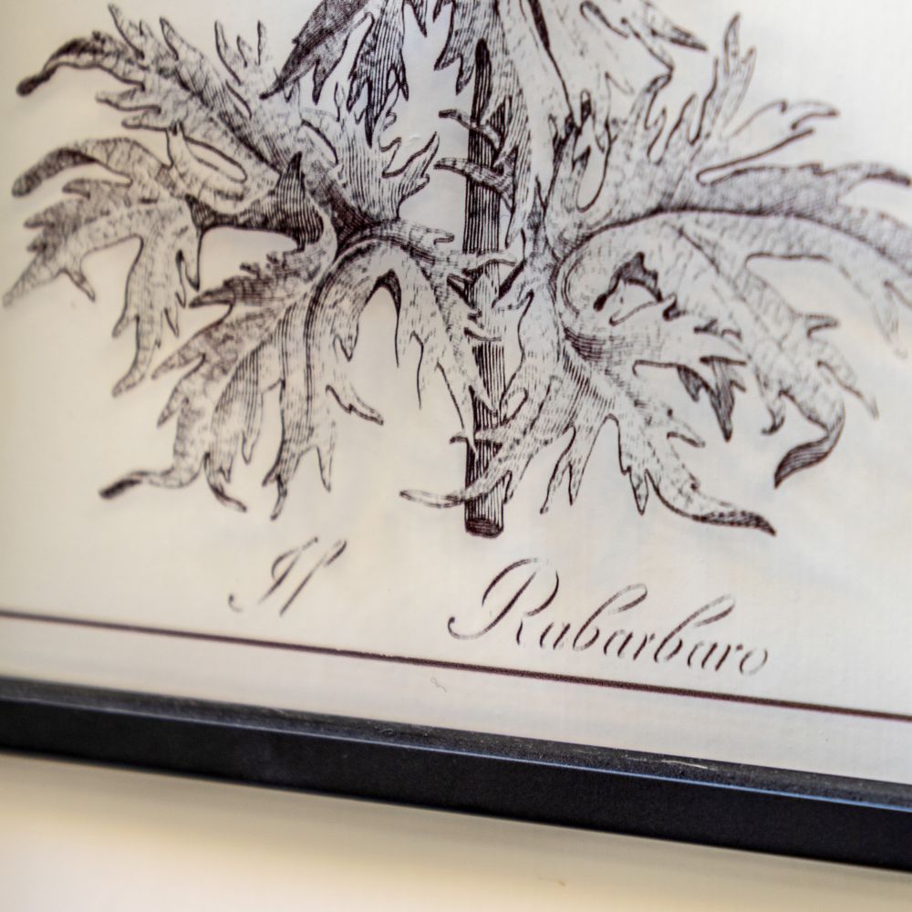 Detailed vintage rhubarb botanical illustration print featuring intricate leaf linework and classic monochrome styling.